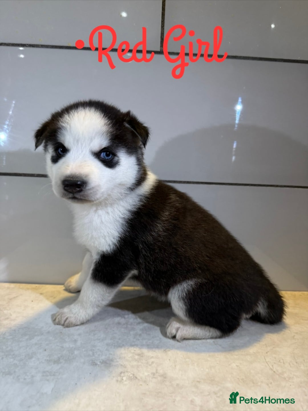 Siberian Husky dogs for sale: Husky Puppies 🩵🩷 - Image 23