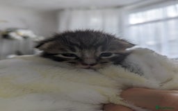 Mixed Breed cats for sale: Beautiful kittens for sale. - Image 5