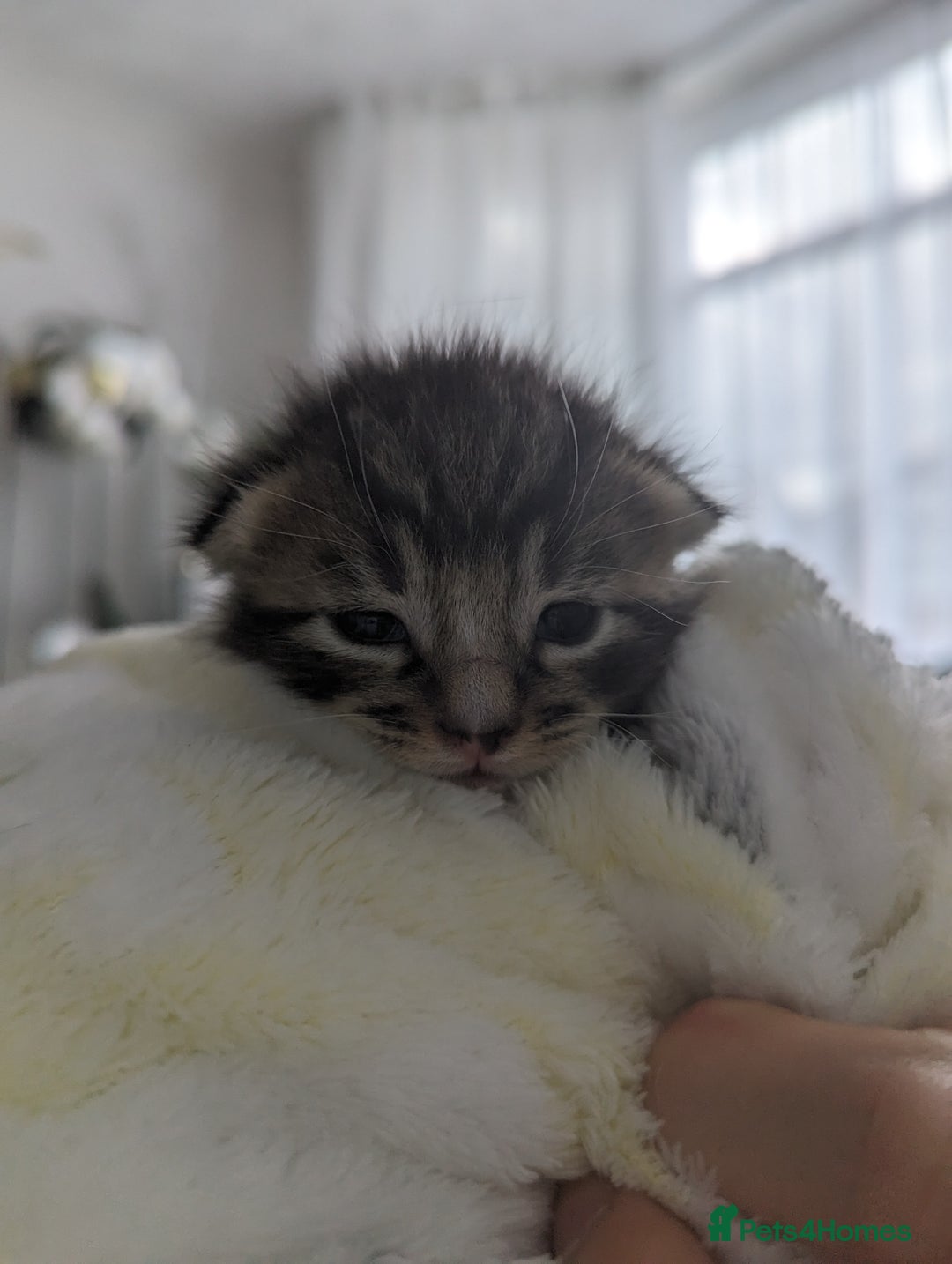 Mixed Breed cats for sale: Beautiful kittens for sale. - Image 5