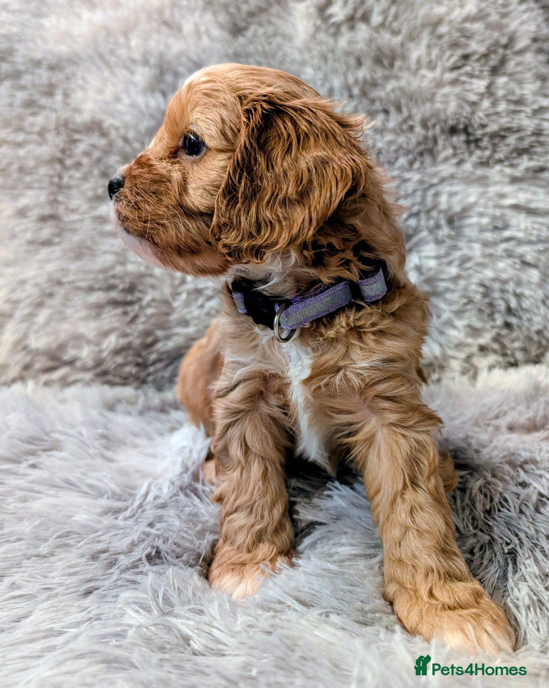 Cavapoo dogs for sale: ❤️F1 CAVAPOO GIRL❤️ HEALTH TESTED PARENTS!🐩 - Advert 10