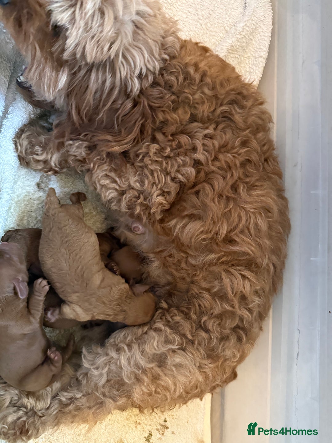 Cavapoo dogs for sale: Adorable F1B Cavapoo Puppies - Advert 9