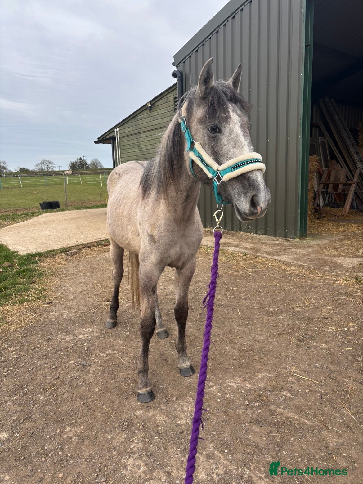 Irish Sports horses Kind Temperament, 2 year old Filly - Advert 1