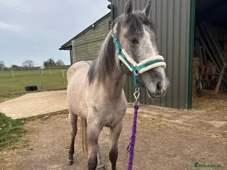 Irish Sports horses Kind Temperament, 2 year old Filly - Advert 4