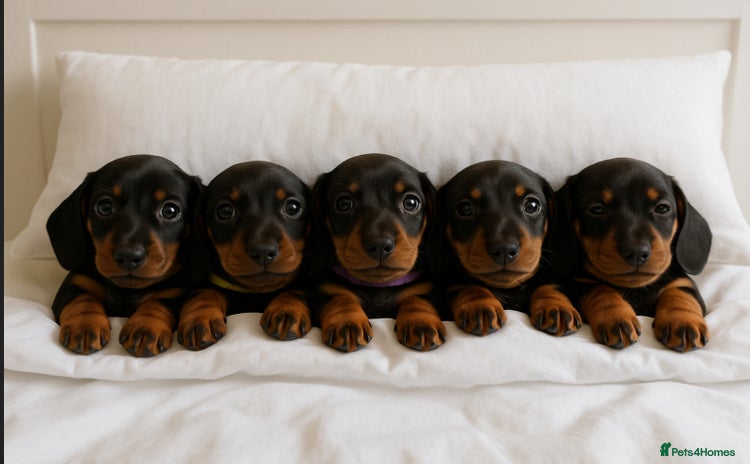 Miniature Dachshund dogs - Advert 4