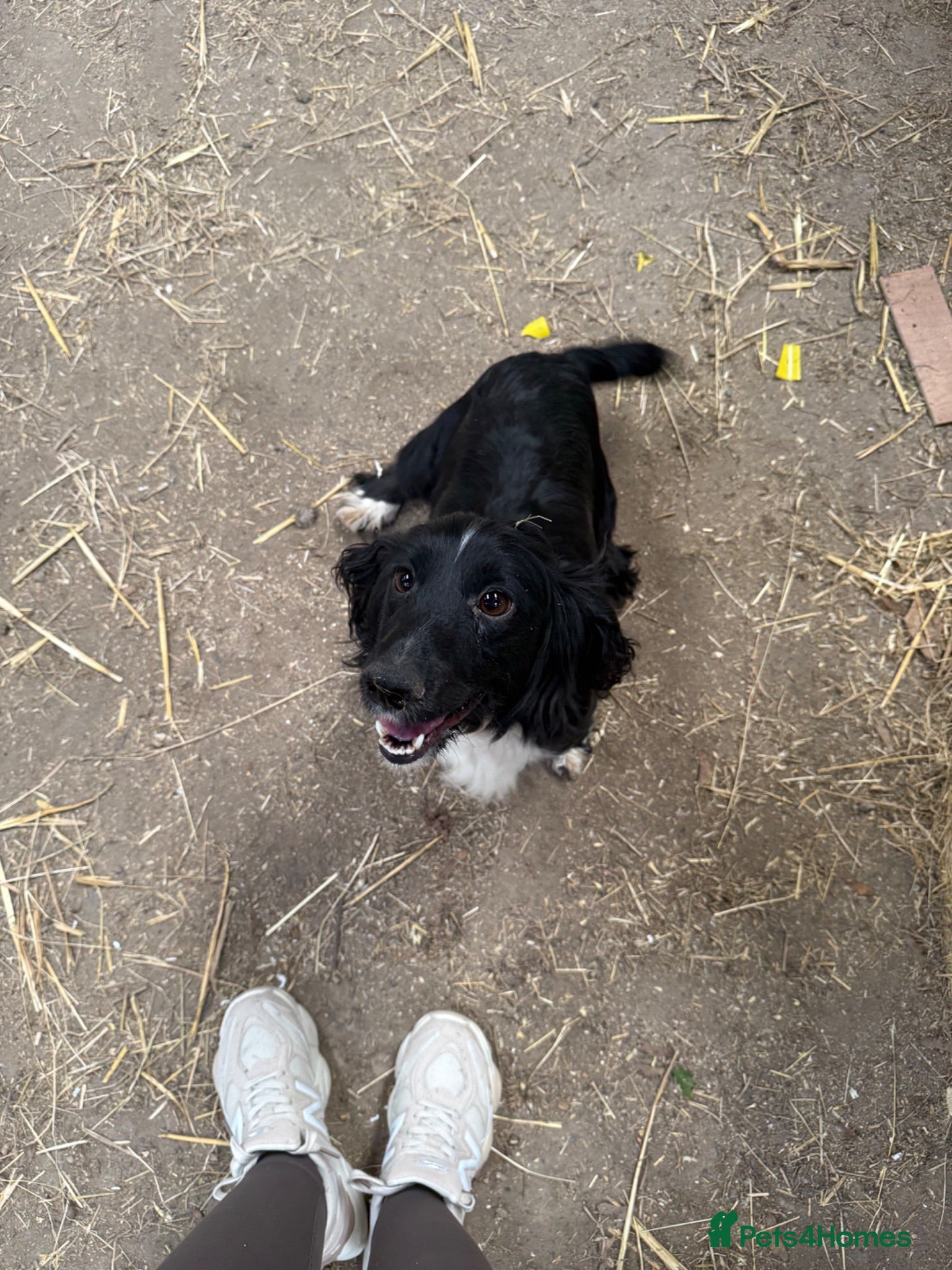 Cocker Spaniel dogs 2 male black cocker spaniels  - Advert 8