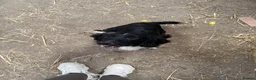 Cocker Spaniel dogs for sale: 2 male black cocker spaniels  - Advert 1