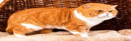 British Shorthair cats for stud: Red & White  (genetically cinnamon) For Stud - Advert 3