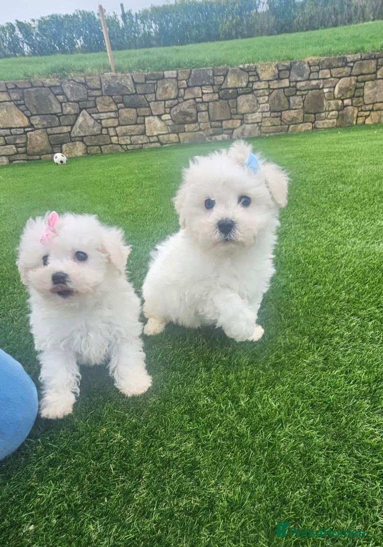 Maltipoo dogs Maltipoo puppy's  - Advert 10