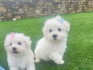 Maltipoo dogs Maltipoo puppy's - Advert 10