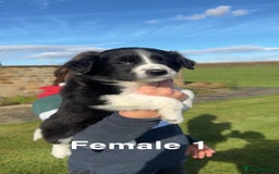 Border Collie dogs for sale: Superb litter of purebred Border Collie puppies  - Image 13