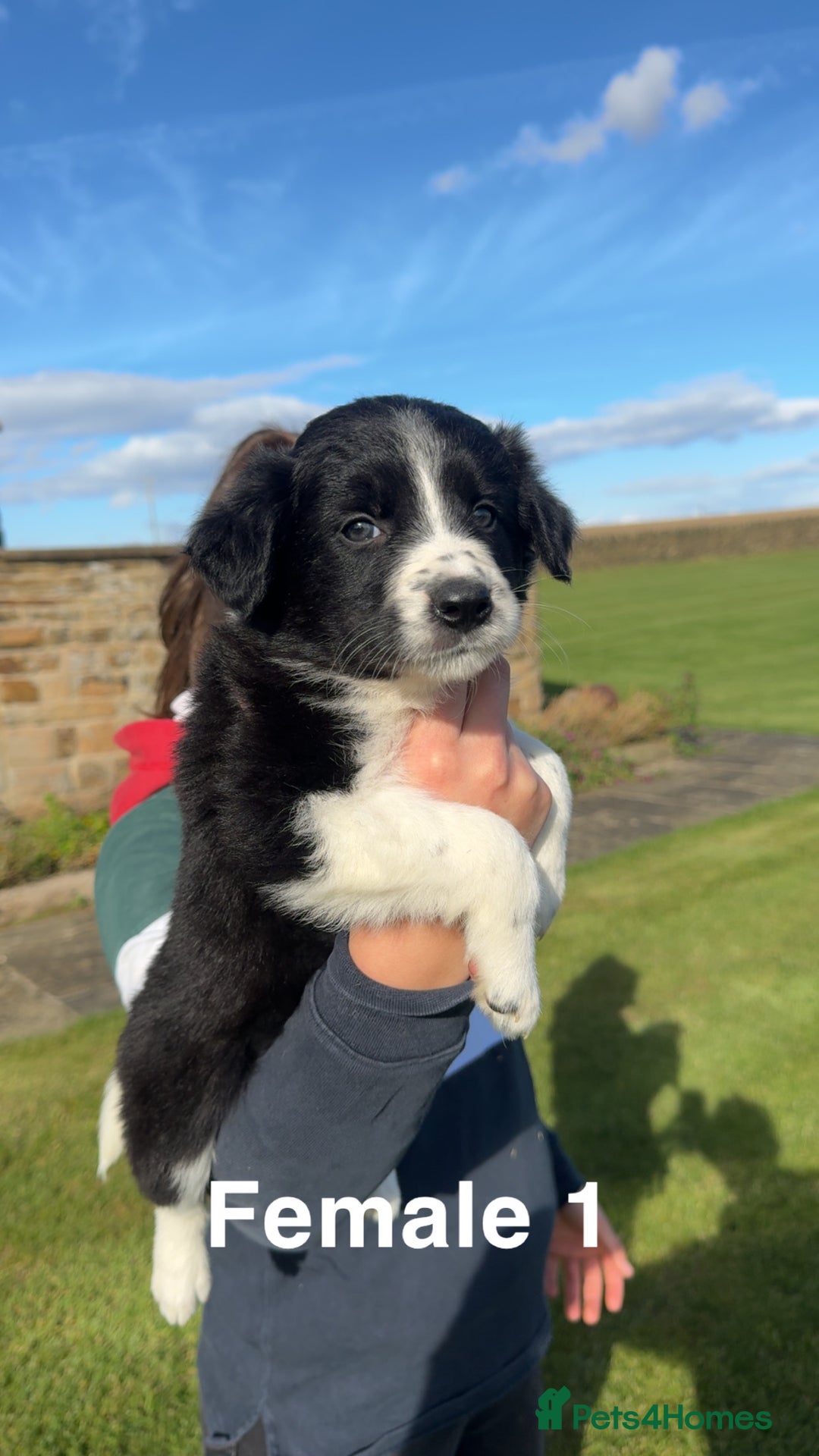 Border Collie dogs for sale: Superb litter of purebred Border Collie puppies  - Image 13