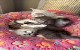 Maine Coon cats for sale: Stunning Shaded Pure Maine Coon Kittens. - Image 7