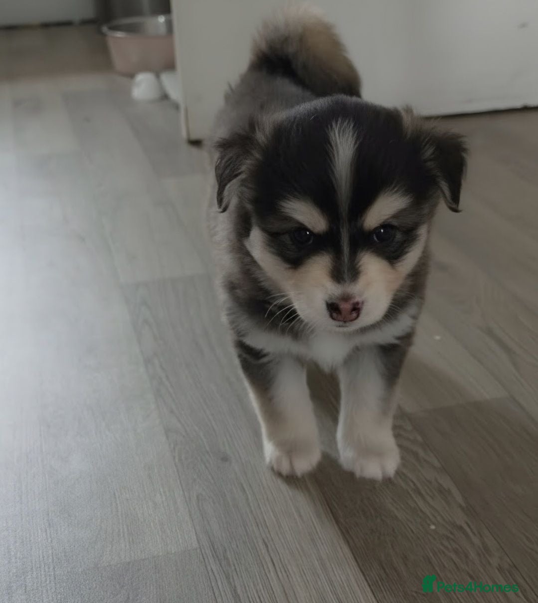 Pomsky dogs Beautiful f4 pomsky boy  - Advert 9