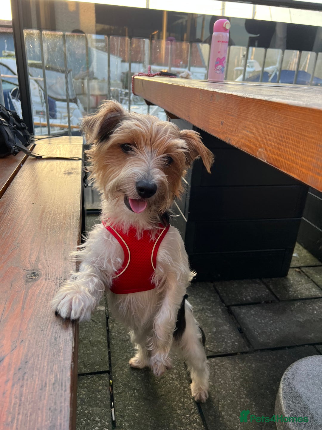 Mixed Breed dogs for sale: Cookie looking for new home - Advert 4