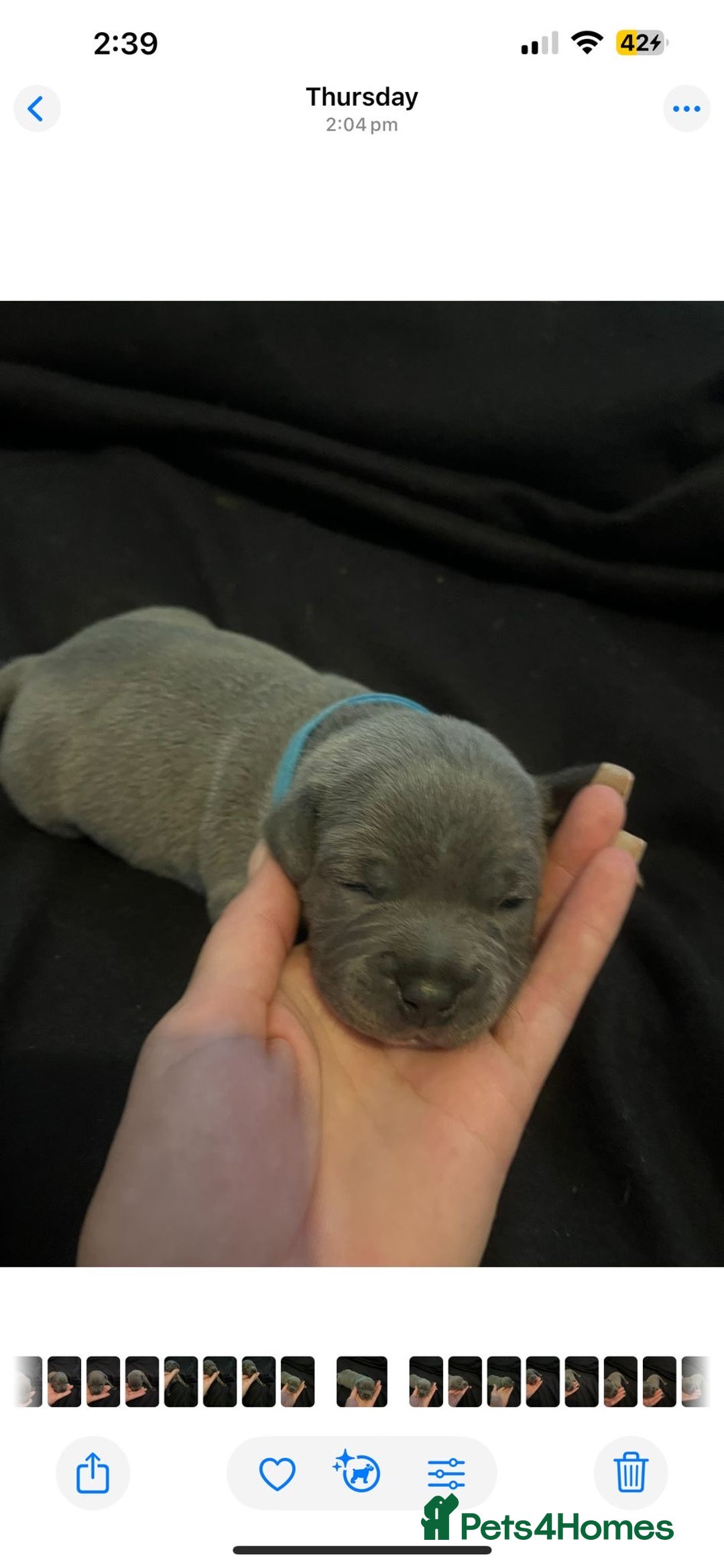 Staffordshire Bull Terrier dogs for sale: Staffordshire bull terrier puppies | blue staff - Image 16