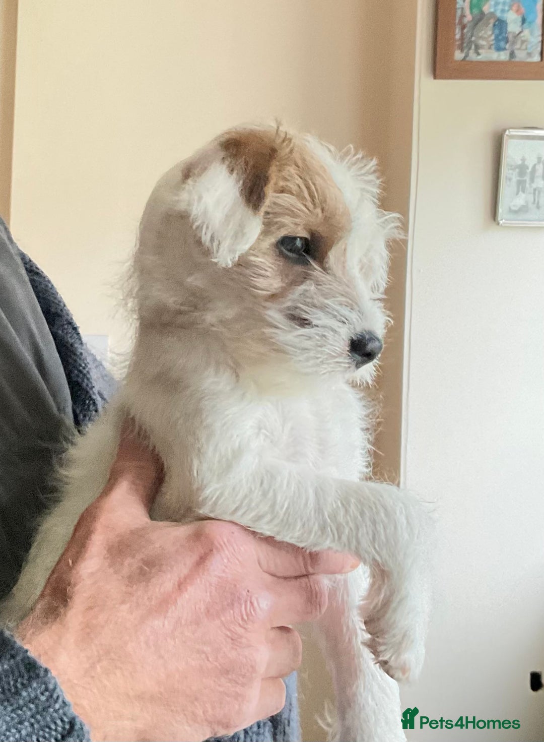 Parson Russell dogs for sale: Gorgeous Parson Russell Boy Puppy - Advert 4