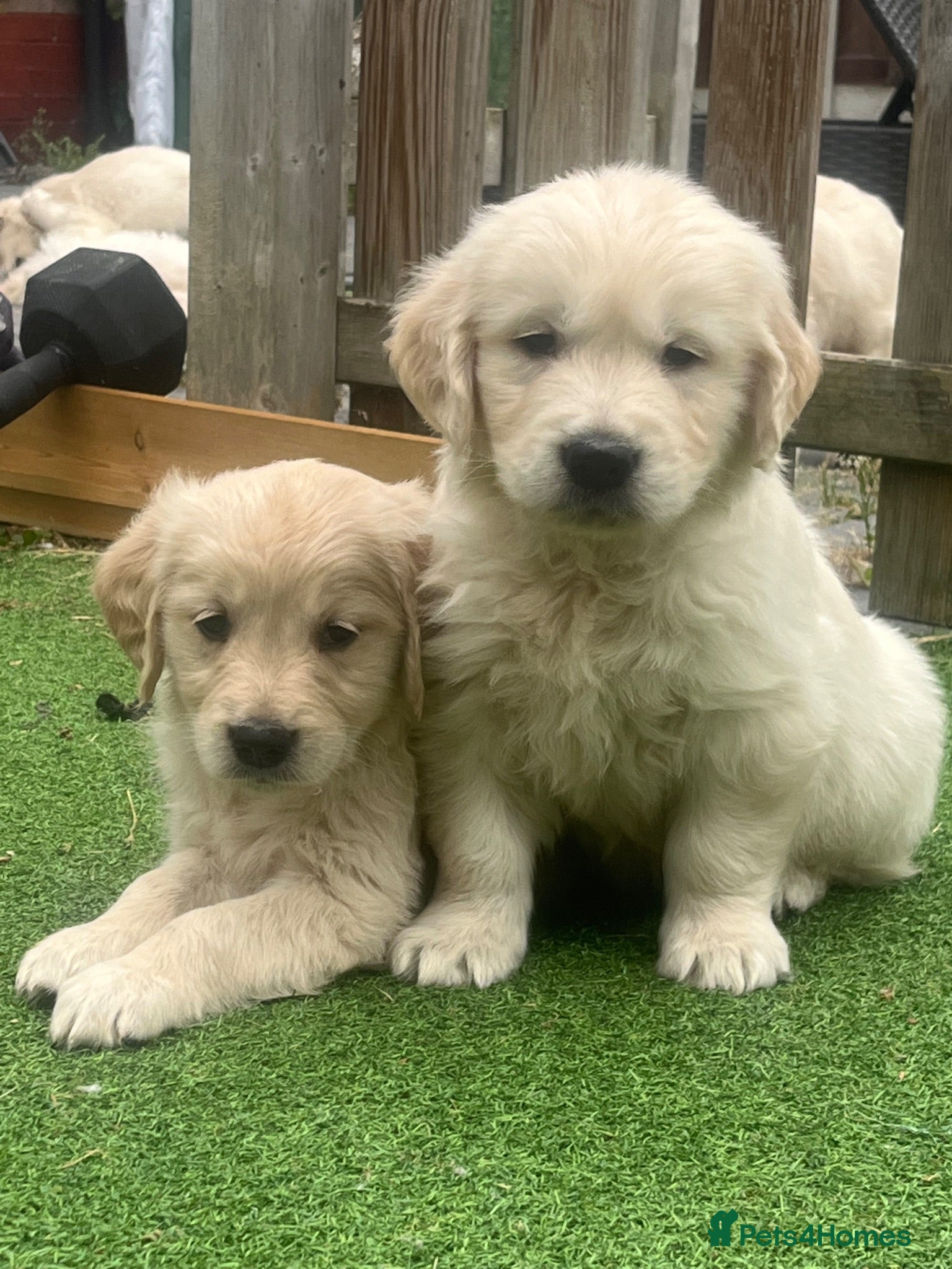 Golden Retriever dogs Gorgeous golden retriever puppies 🐶  - Advert 2