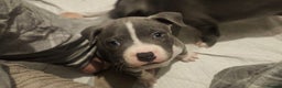 Staffordshire Bull Terrier dogs for sale: Beautiful blue Staffordshire bull terrier puppies  - Advert 8