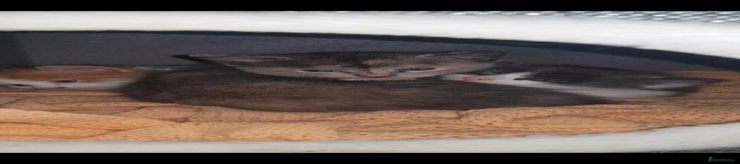 British Shorthair Kitten 3