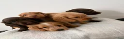 Cocker Spaniel dogs for sale: Cocker Spaniel Puppies  - Advert 22