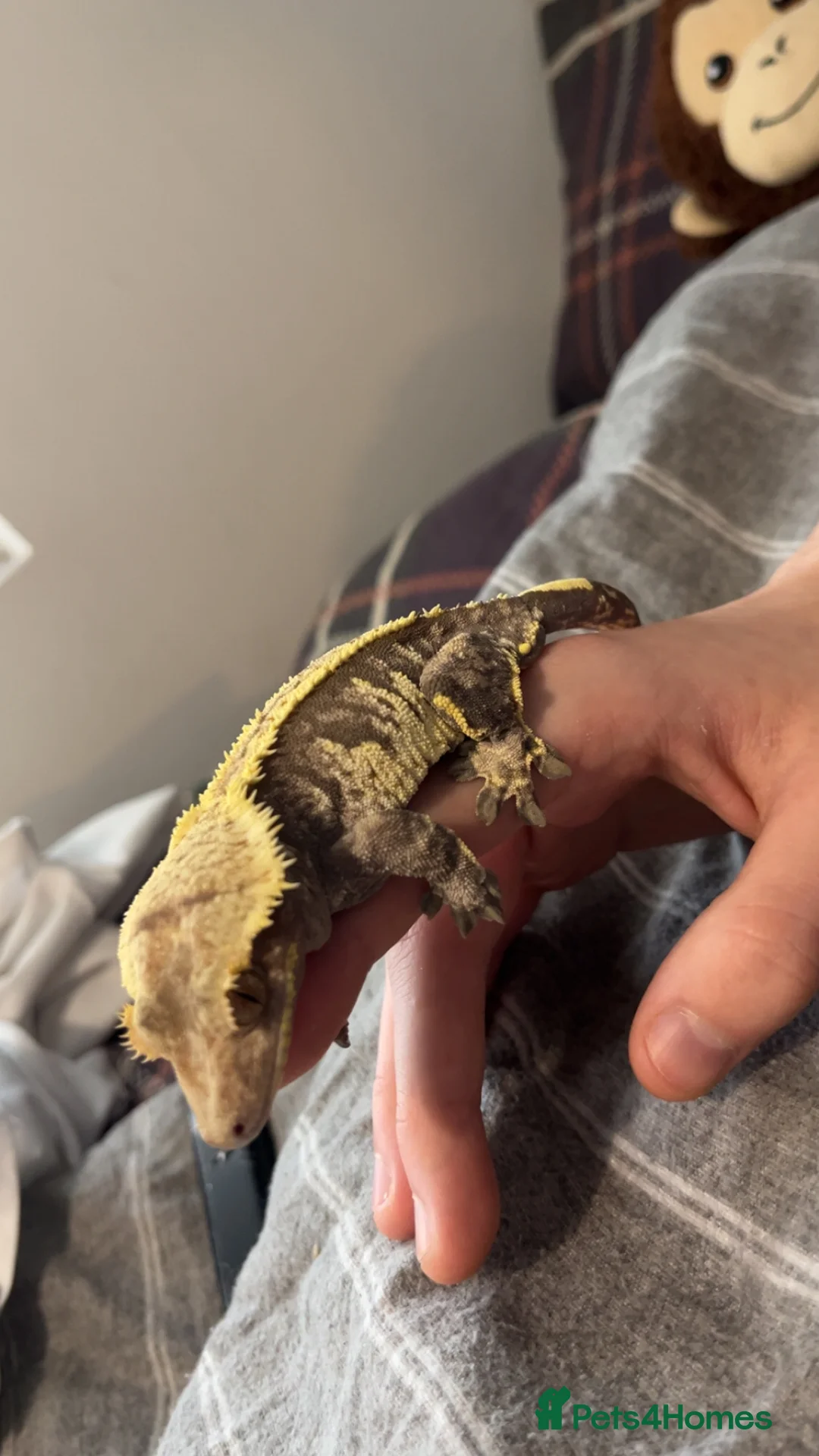 Gecko reptiles for sale: 3x crested geckos and terrariums in Hayling Island - Advert 3