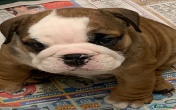 English Bulldog dogs for sale:  champion rosebull his royal highness puppies - Image 24