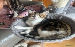 British Shorthair cats for sale: LAST KITTENS !! - Image 14