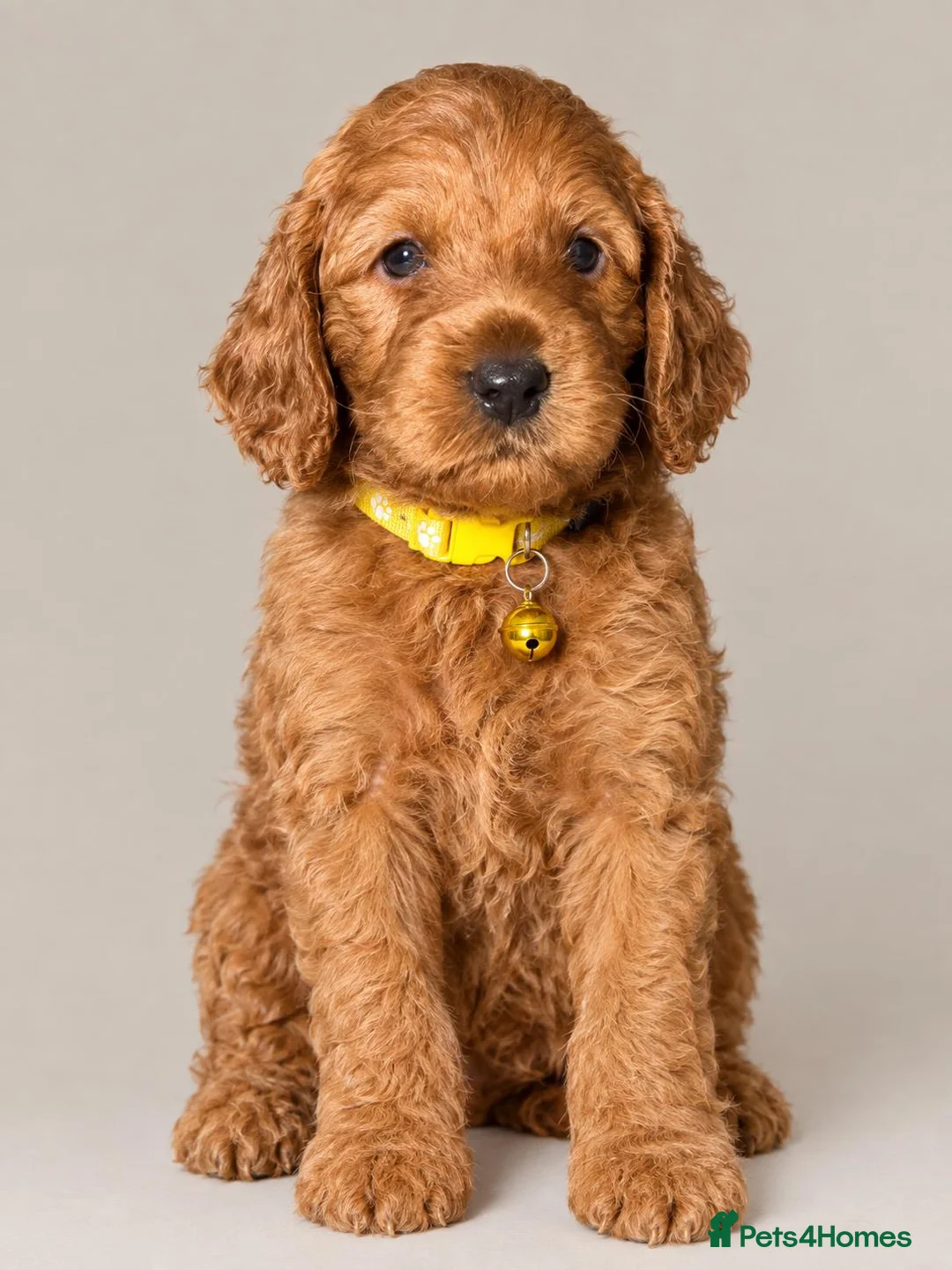 Cockapoo dogs for sale: Gorgeous Cockapoo Puppies  - Advert 2