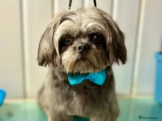 Shih Tzu dogs Beautiful Adult Male Seeks Right Home - Advert 3