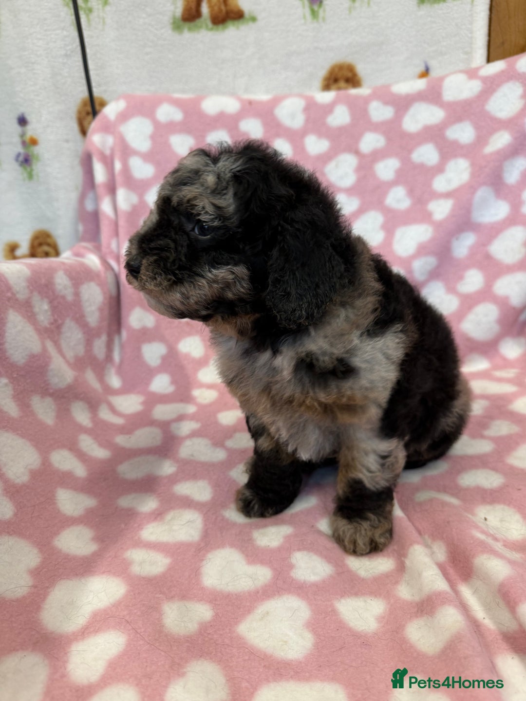 Mixed Breed dogs for sale: Airedale puppies  - Advert 14