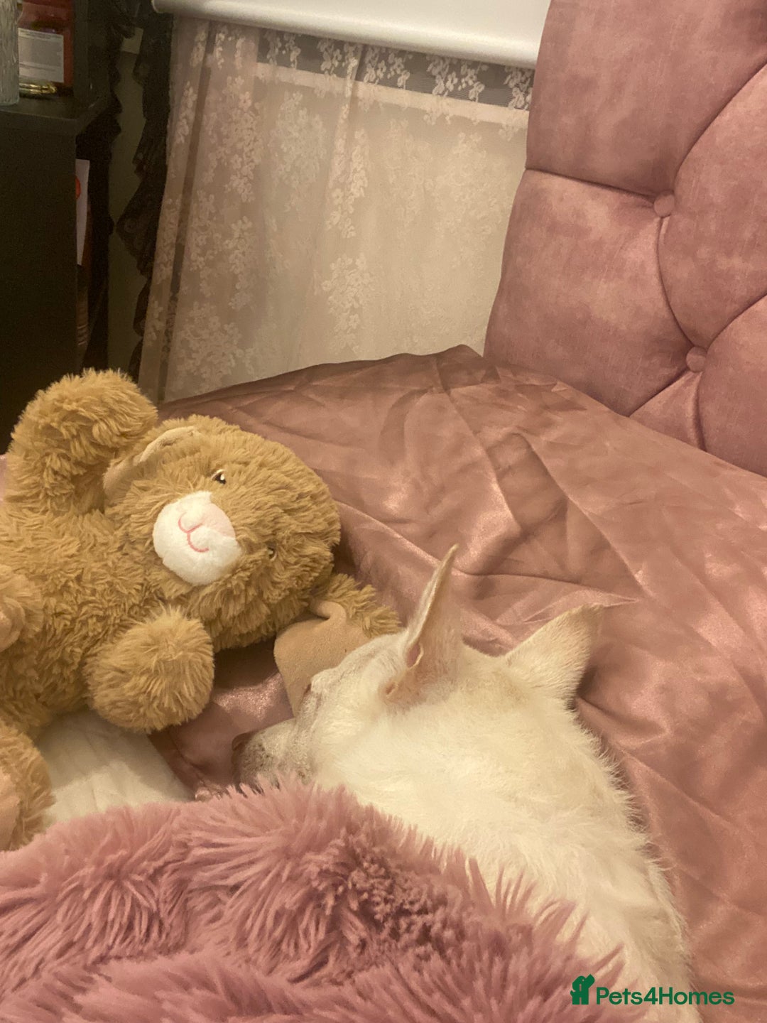 Pomchi dogs for sale: Mr Pennington marshmallow Grabowski  - Image 5
