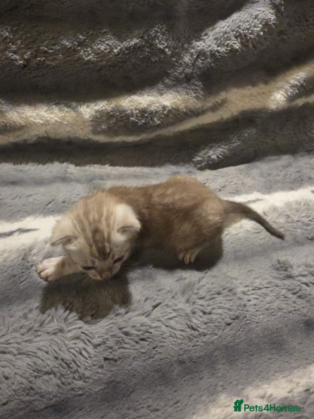 Bengal cats for sale: Rare Bengal babies - Image 17