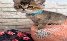 Scottish Fold cats for sale: Scottish fold pedigree kittens - Image 13