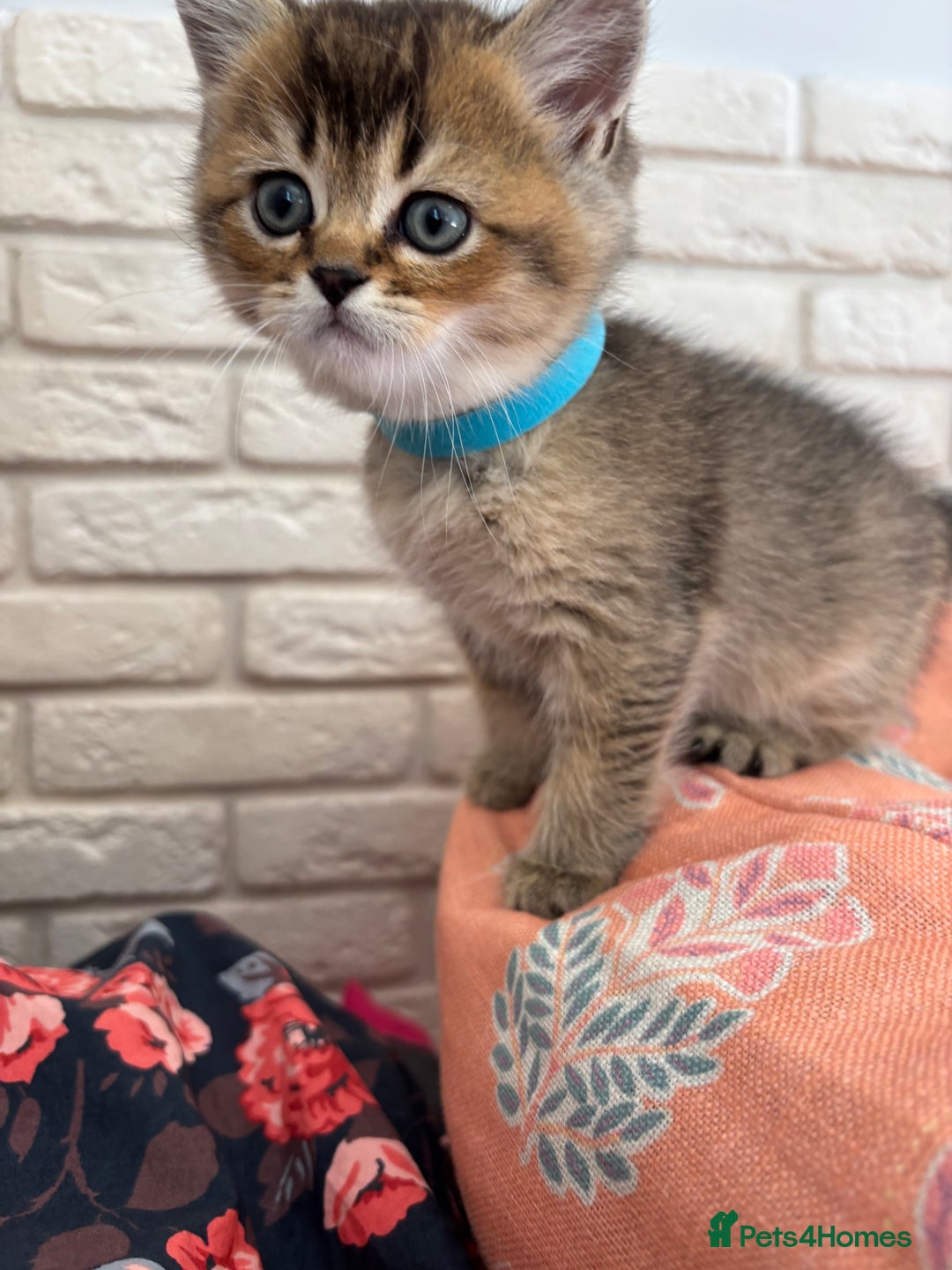 Scottish Fold cats for sale: Scottish fold pedigree kittens - Image 13