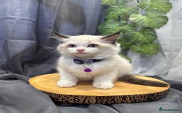 Ragdoll cats for sale: 💎 Purebred Ragdoll kittens-Champion Bloodlines 💎 - Image 2