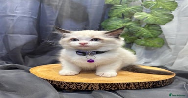 Ragdoll cats - Advert 5