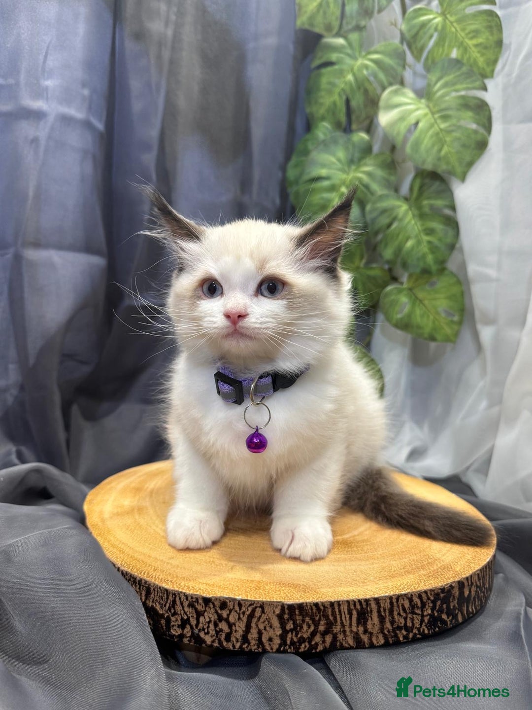 Ragdoll cats for sale: 💎 Purebred Ragdoll kittens-Champion Bloodlines 💎 - Image 2