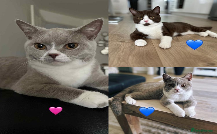 British Shorthair cats - Advert 1