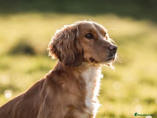 Cocker Spaniel dogs DNA Health Tested Cocker spaniel stud in Pershore - Advert 24