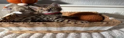 Bengal cats for sale: 🐆Exceptional Pedigree Bengal Kittens 🐆 - Advert 21
