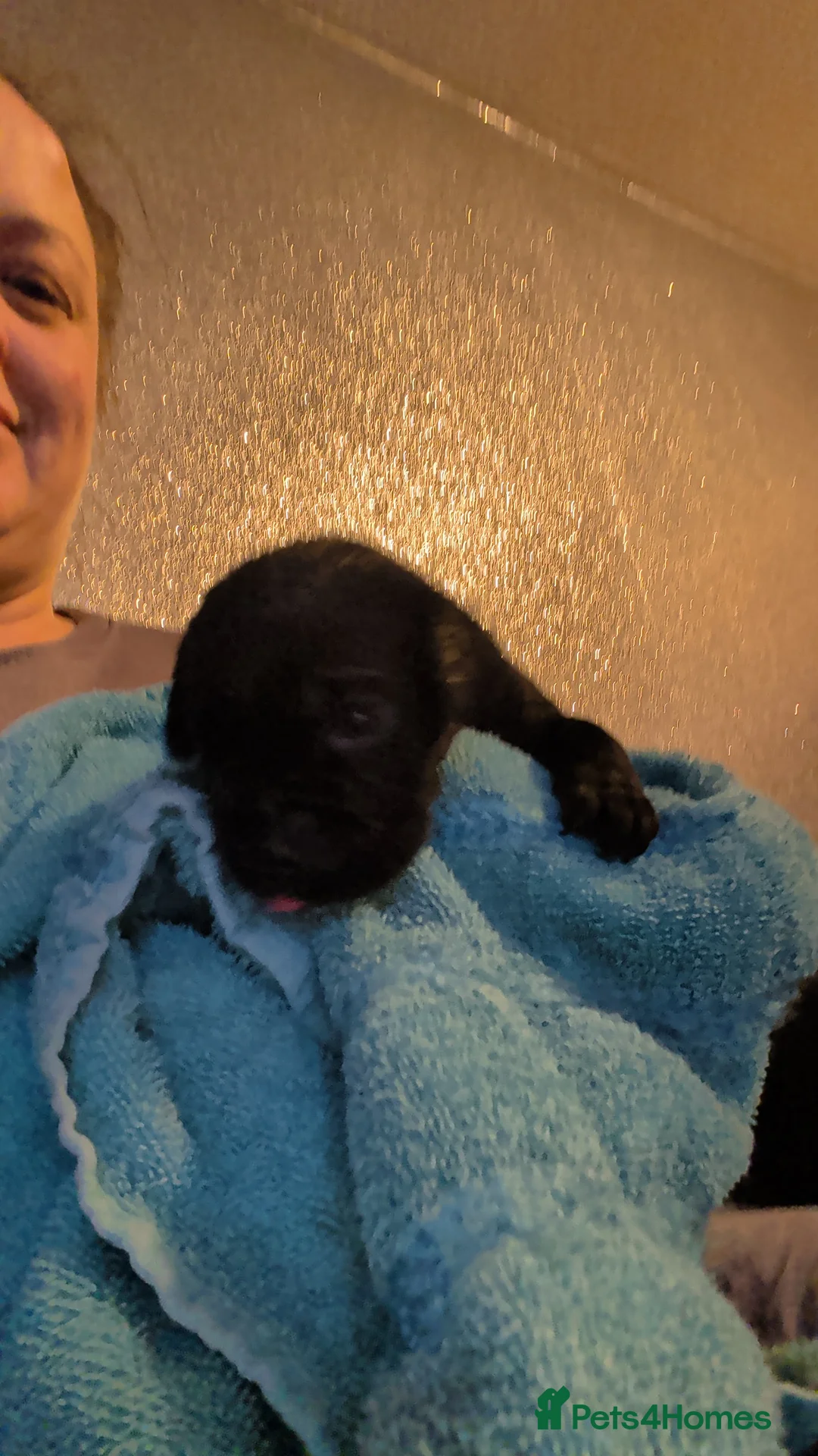 Cane Corso dogs for sale: Cane corso puppies  - Advert 16