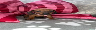 Dachshund Puppy 2