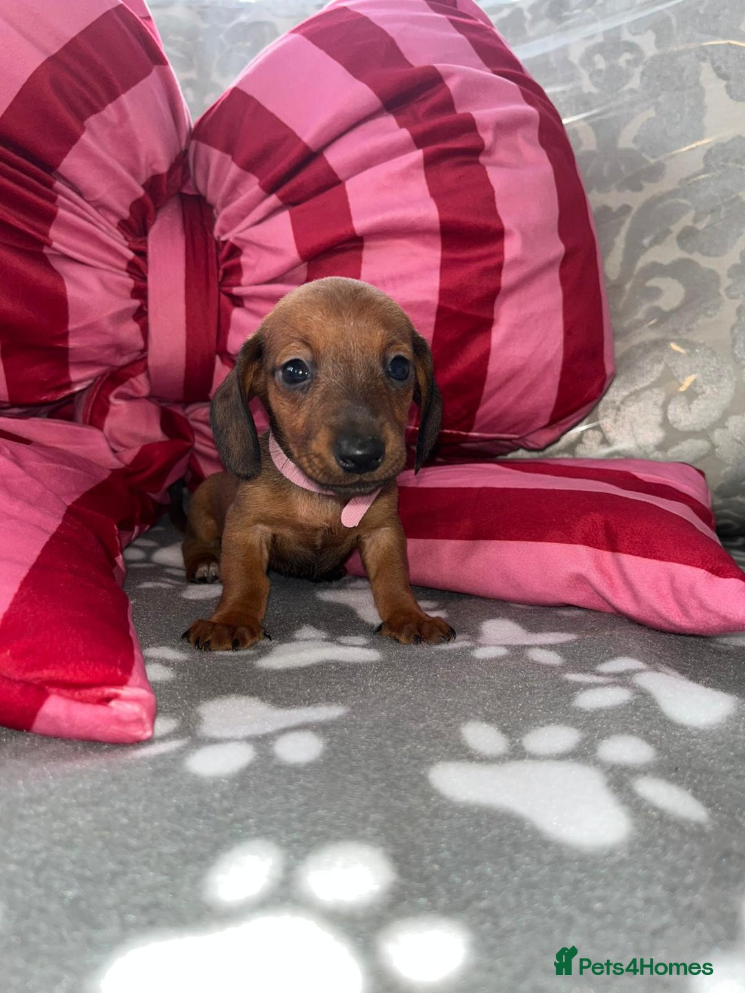 Dachshund dogs for sale: Dachshund puppies  - Image 6