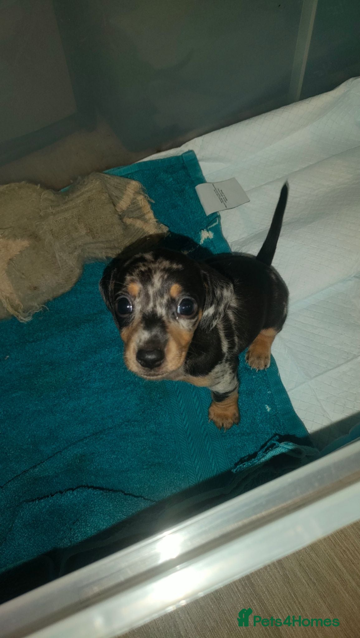 Miniature Dachshund dogs 3 gorgeous dapple male miniature dachshunds - Advert 11