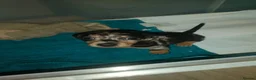 Miniature Dachshund dogs for sale: Last puppy available ready now! - Advert 9
