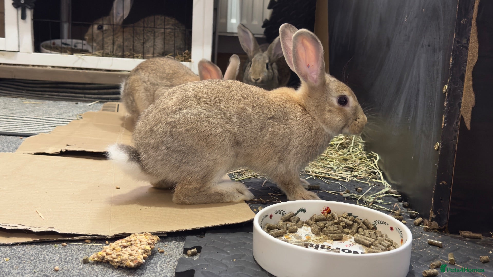 Mixed Breed rabbits Stunning, Hand-Reared Bunnies Seeking Forever home - Advert 2