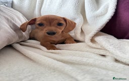Miniature Dachshund dogs for sale: Miniature red dachshunds - Image 14