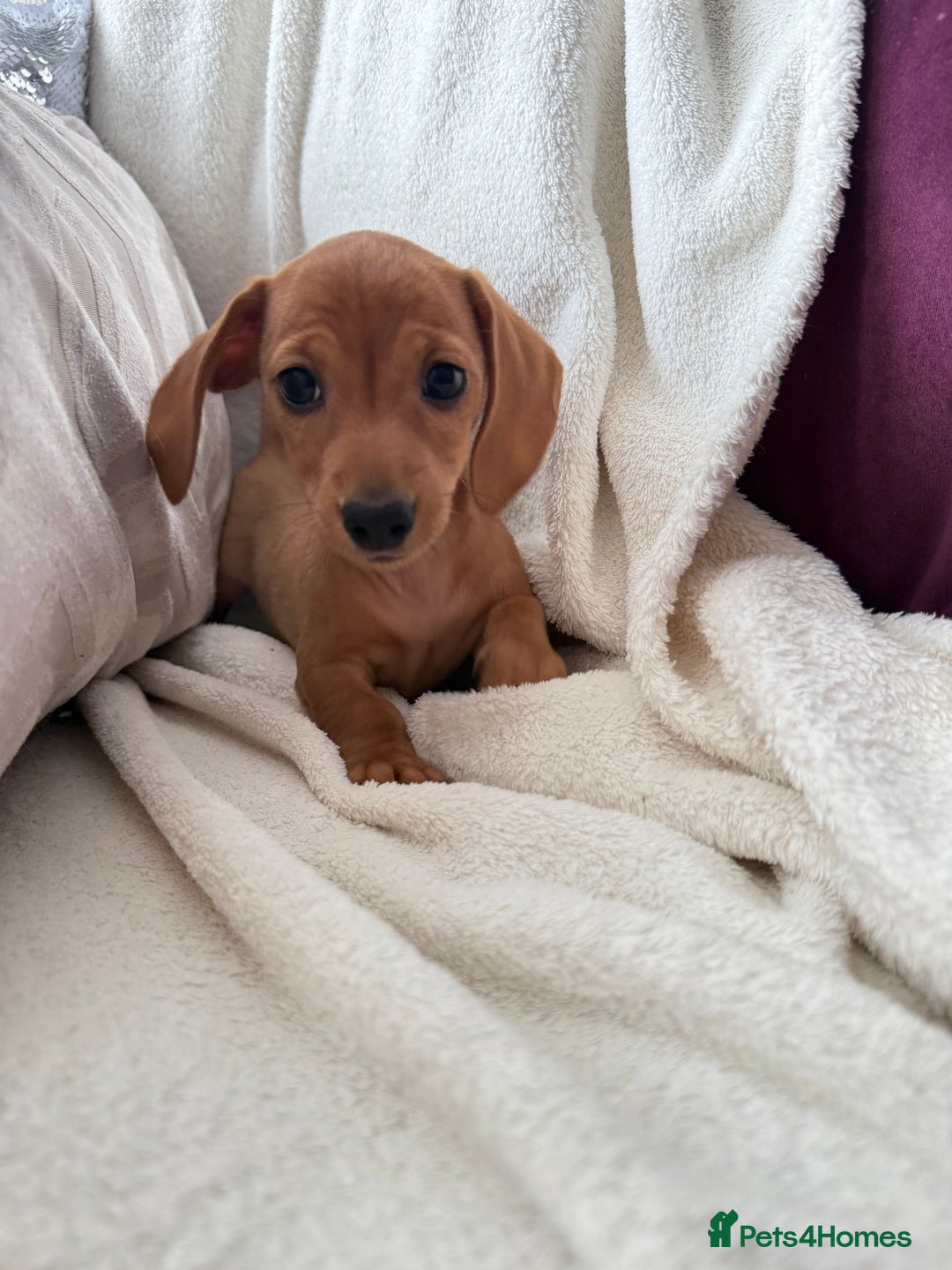 Miniature Dachshund dogs for sale: Miniature red dachshunds - Image 14