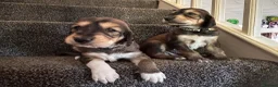 Saluki dogs for sale: KC male saluki puppies  - Advert 6