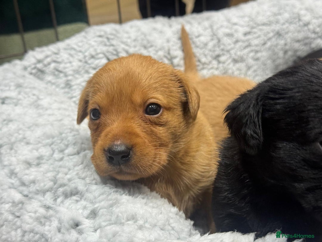 Labrador Retriever dogs for sale: Labrador Puppies  - Advert 27